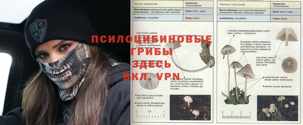 гидра Михайловск